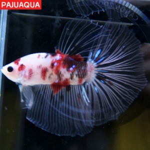 Thailand FancyKoi bettafish 태국 팬시코이 하프문수컷 [금수지장]