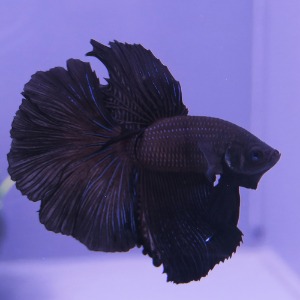 Thailand Fancy halfmoon bettafish[ 태국 팬시드래곤블랙 하프문   /수컷 ] -1097