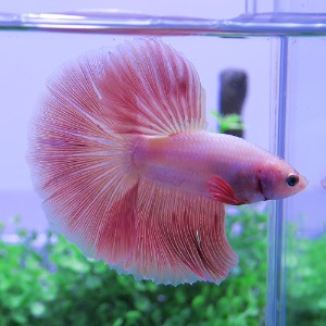 Thailand Fancy halfmoon bettafish[ 태국 팬시드레곤 하프문  핑크  /수컷 ] -feb-9