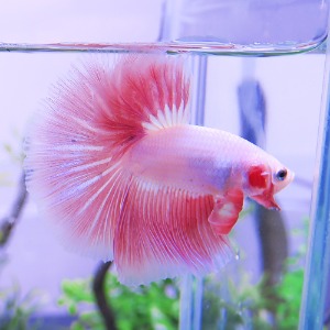 Thailand Fancy halfmoon bettafish[ 태국 팬시드레곤 하프문[핑크  /수컷 ] -feb52